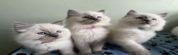Ragdoll cats for sale: GCCF registered ragdoll kittens - Advert 9