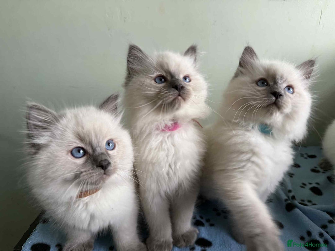 Ragdoll cats for sale: GCCF registered ragdoll kittens - Advert 9