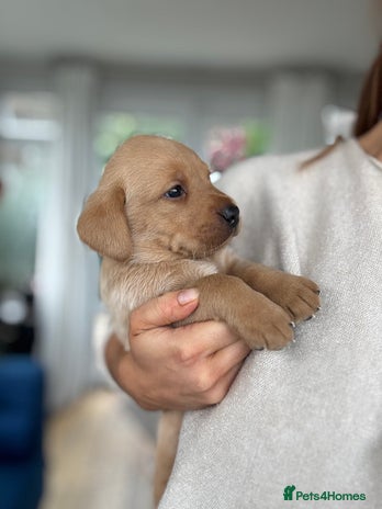 Labrador Retriever dogs - Advert 14