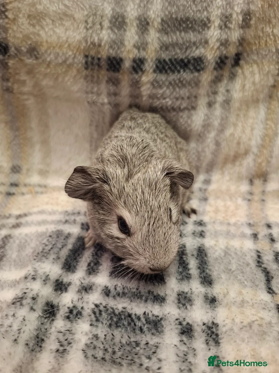 Guinea Pig rodents for sale: Gorgeous Silver Agouti Baby Boar - Advert 4