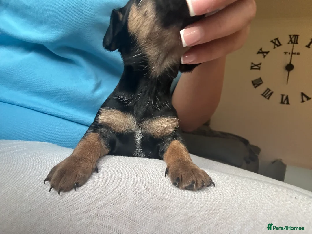 Mixed Breed dogs for sale: JR x Dachshund Puppies  - Advert 2