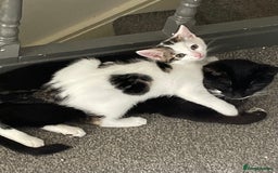 Mixed Breed cats for sale: Beautiful little girl - Image 2