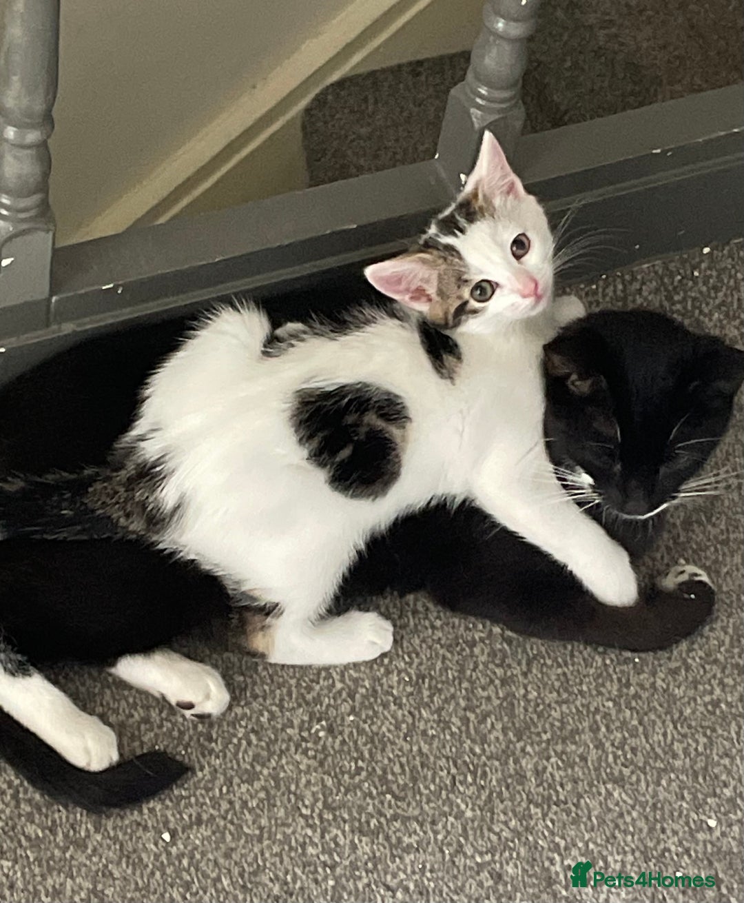 Mixed Breed cats for sale: Beautiful little girl - Image 2