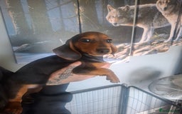 Dachshund dogs for sale: Daschounds  - Image 4