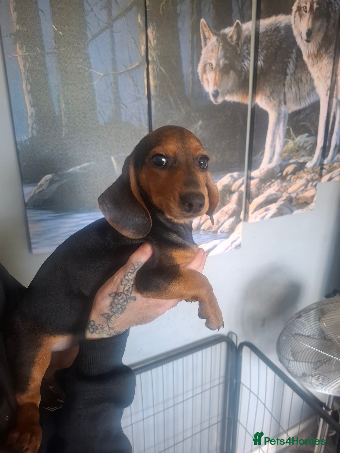 Dachshund dogs for sale: Daschounds  - Image 4
