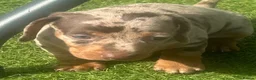 Dachshund dogs for sale: Beautiful, loving, Daschound babies - Advert 21