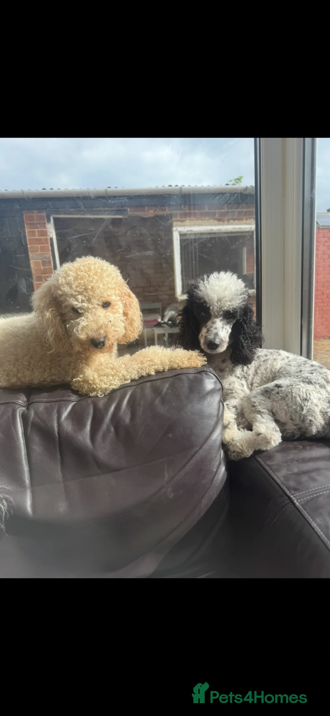 Miniature Poodle dogs for sale: Adorable miniature poodles for sale KC registered  - Advert 17