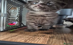 Scottish Fold cats for sale: RARE - Scottish Fold x Maine Coon Kittens!! - Image 10