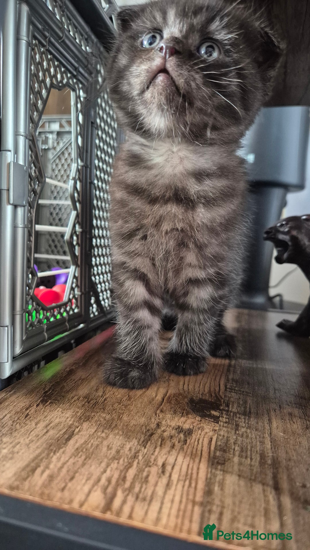 Scottish Fold cats for sale: RARE - Scottish Fold x Maine Coon Kittens!! - Image 10