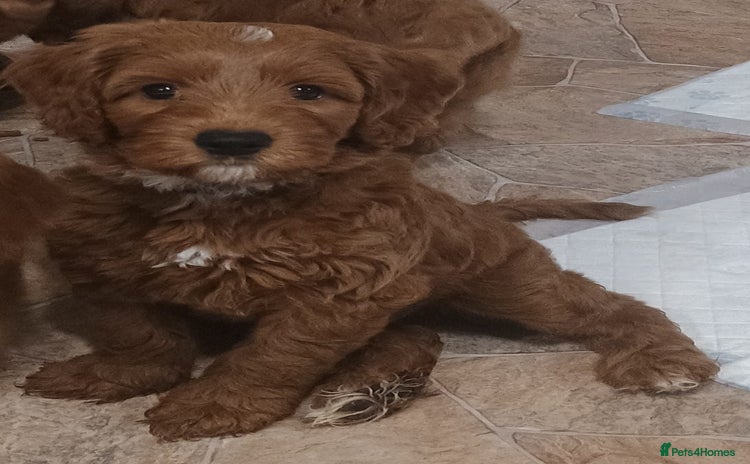 Australian Labradoodle dogs - Advert 12