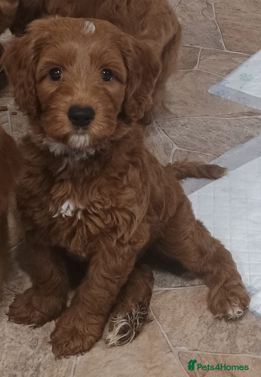 Australian Labradoodle dogs for sale: Miniature Australian labradoodle pups 100% Pure  - Image 3