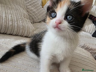 Mixed Breed cats Adorable Kittens Ready for Their Forever Homes! - Advert 1