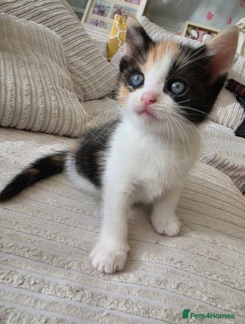 Mixed Breed cats Adorable Kittens Ready for Their Forever Homes! - Advert 1