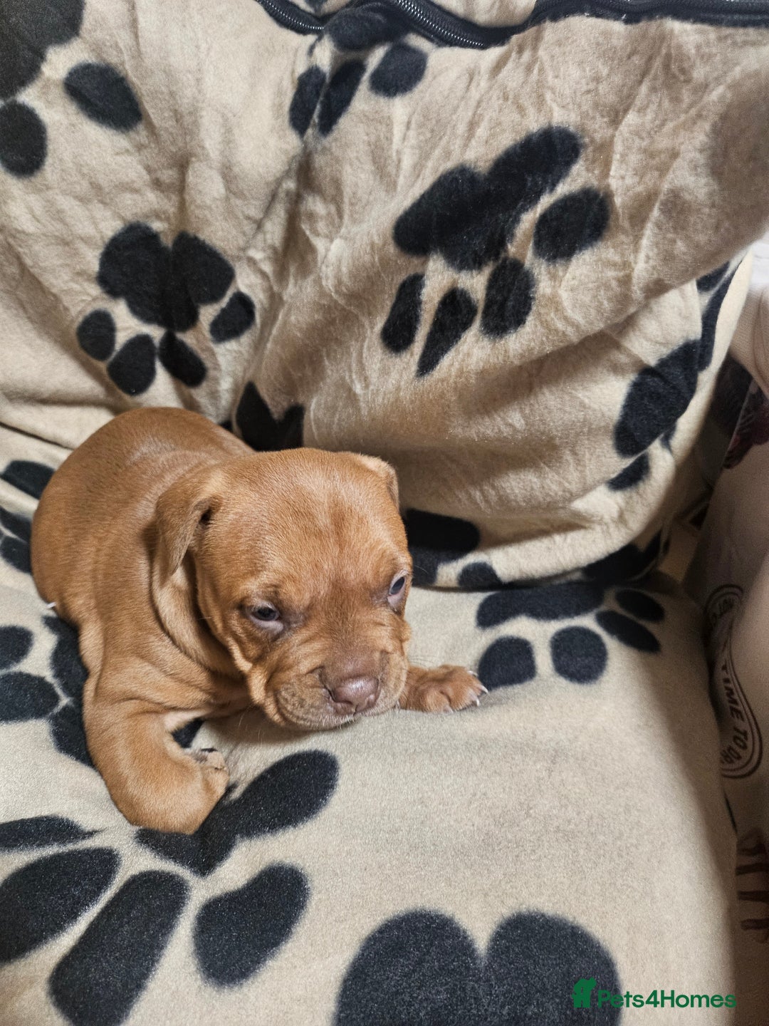 Mixed Breed dogs for sale: Mixed breed puppies - Advert 13