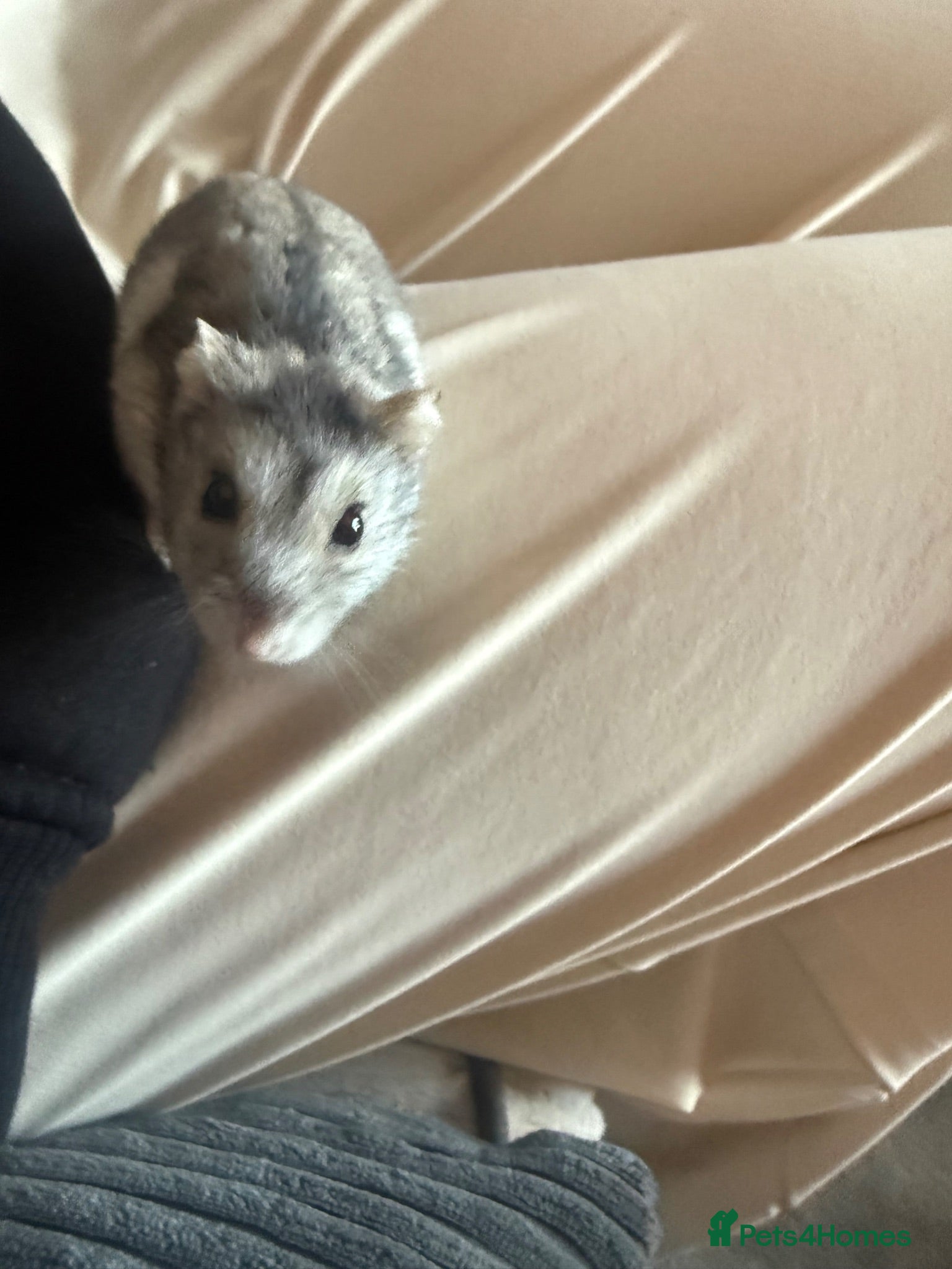 Hamster rodents Dwarf Russian hamster  - Advert 1