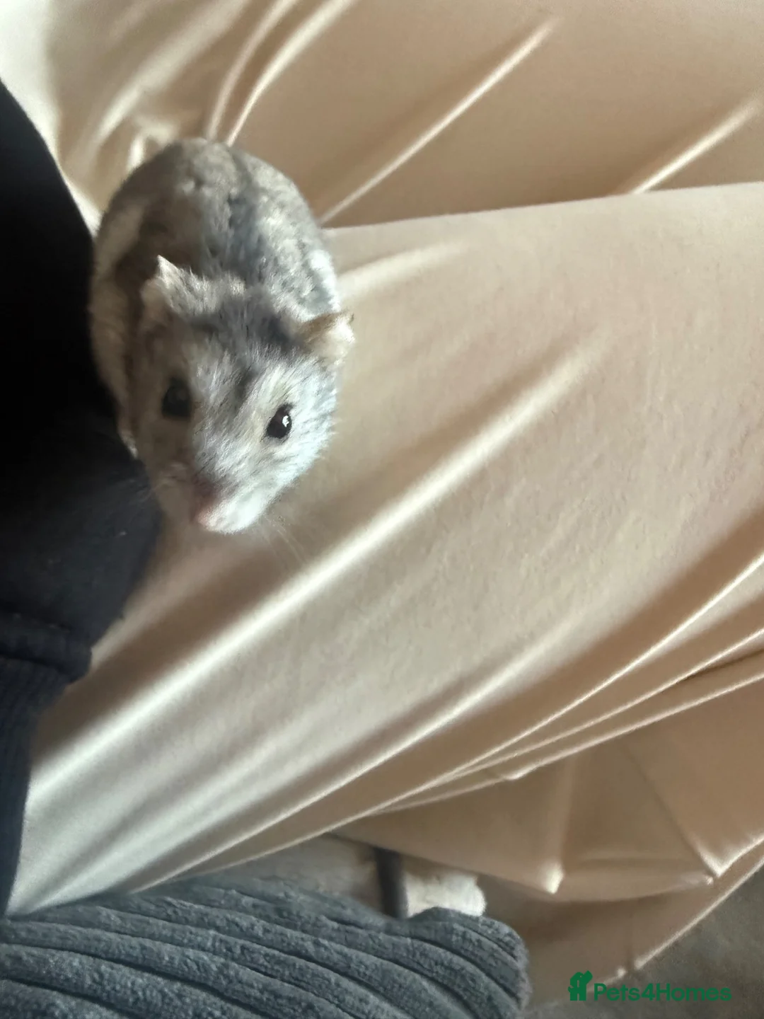 Hamster rodents for sale: Dwarf Russian hamster  - Advert 1