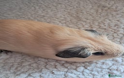 Guinea Pig rodents for sale: PURE CALIFORNIAN BABY BOARS - Image 2