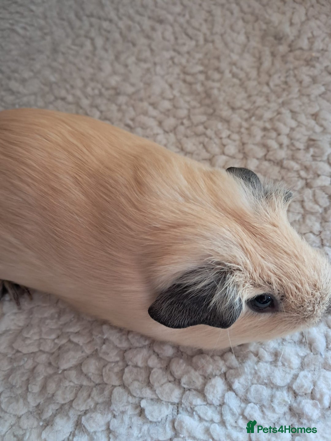 Guinea Pig rodents for sale: PURE CALIFORNIAN BABY BOARS - Image 2