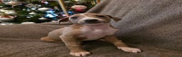 Mixed Breed dogs for sale: Italian Greyhound x Bull Greyhound Puppies - Advert 22