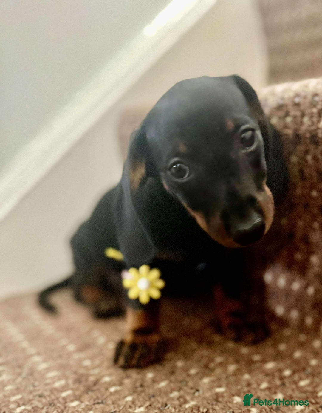 Dachshund dogs for sale: Beautiful dachshund babies  - Image 5