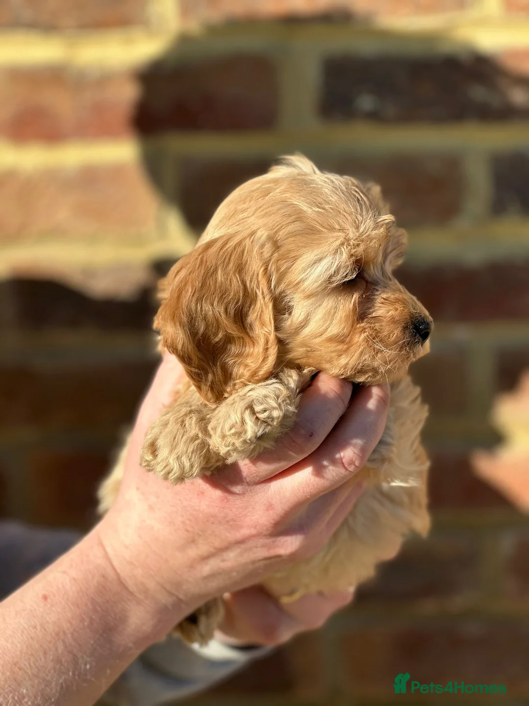 Cocker Spaniel dogs for sale: Cockapoo Puppies DNA Health Tested Clear - Advert 2