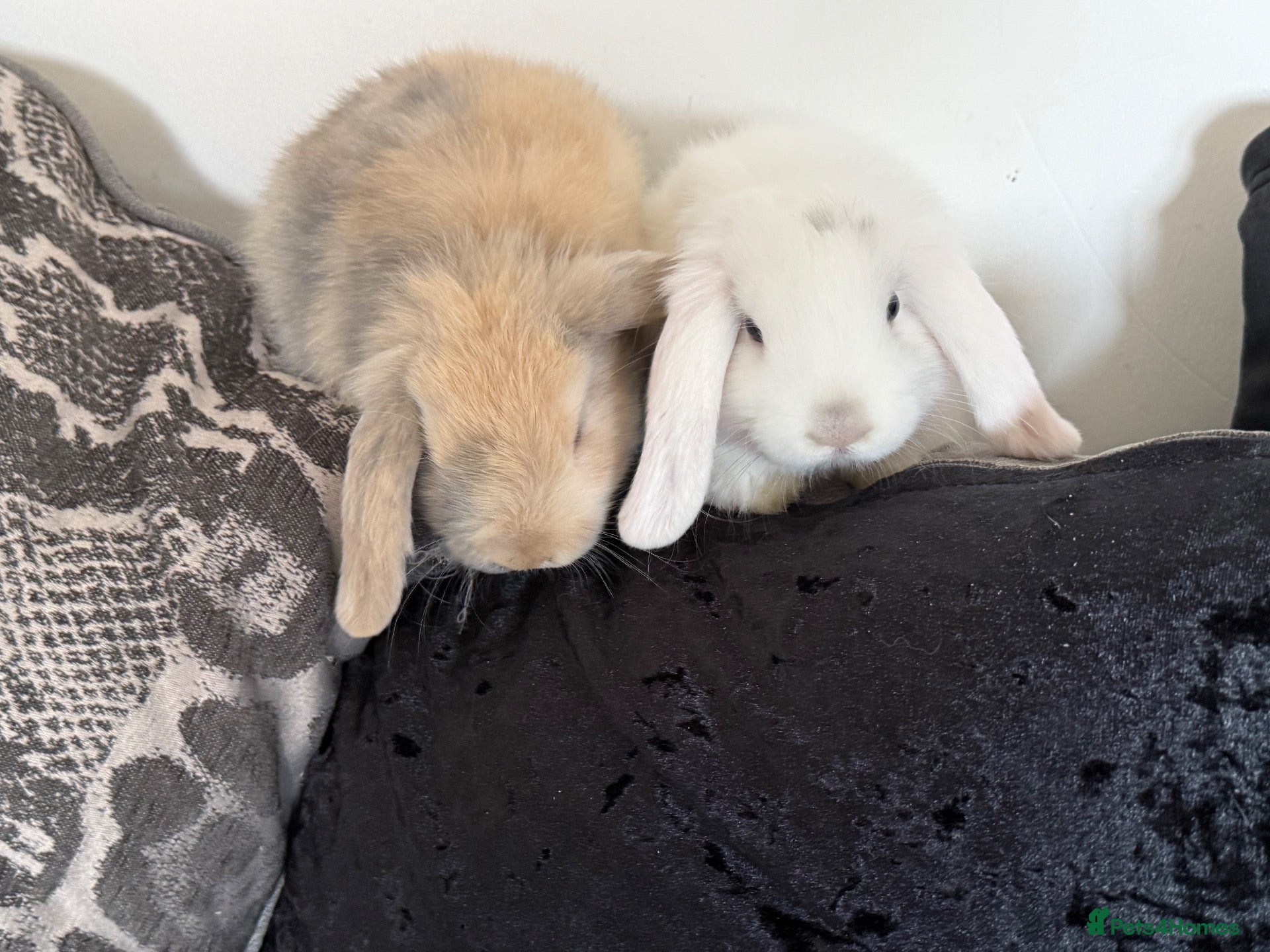 Mini Lop rabbits gorgeous babies   Last two girls left 💕💕🐰🐰 - Advert 2