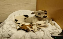 Jack Russell dogs for sale: jack russell pups - Image 1
