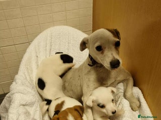 Jack Russell dogs for sale - Advert 1