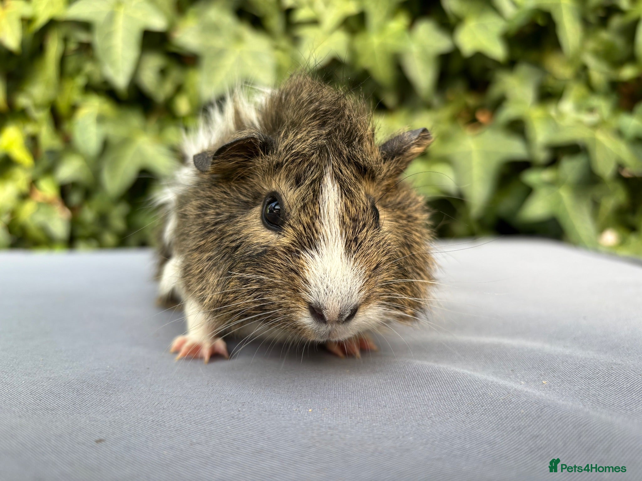 Guinea Pig rodents Beautiful Chutney  - Advert 1