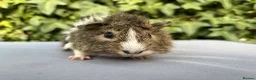Guinea Pig rodents for sale: Beautiful Chutney  - Advert 1