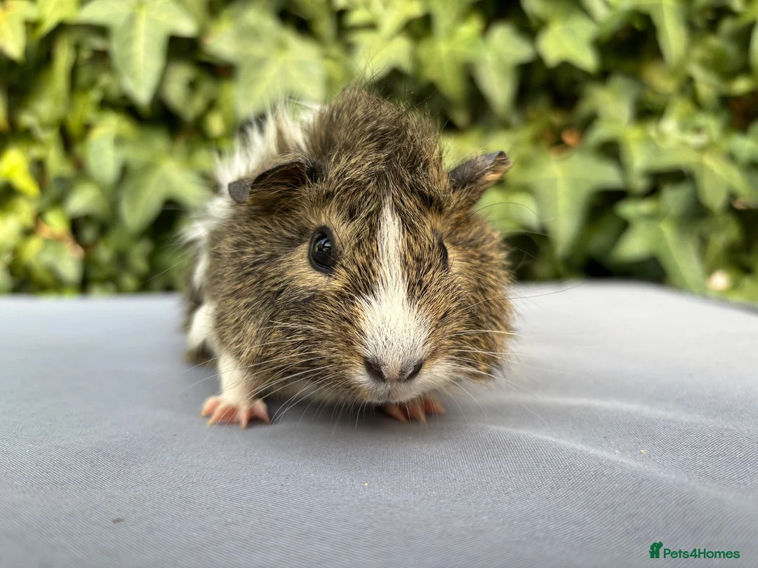 Guinea Pig rodents for sale: Beautiful Chutney  - Advert 1