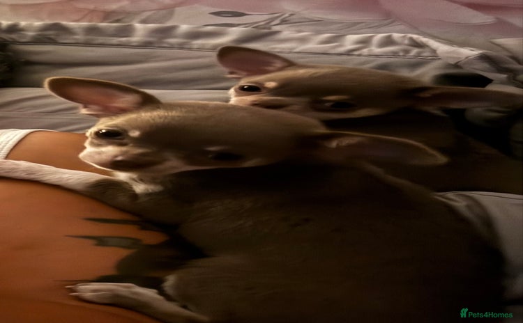 Chihuahua dogs - Advert 4