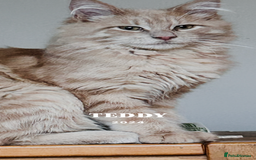 Maine Coon cats for stud: teddy male maincoon - Image 2
