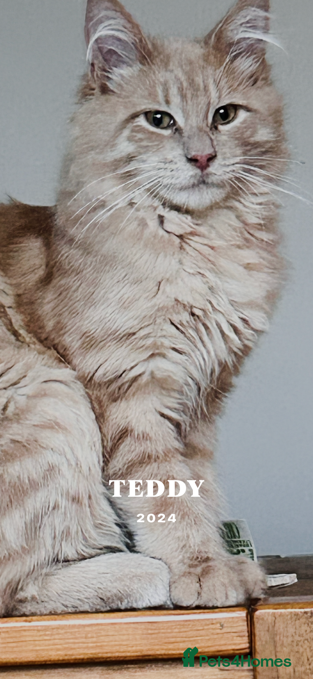 Maine Coon cats for stud: teddy male maincoon - Image 2