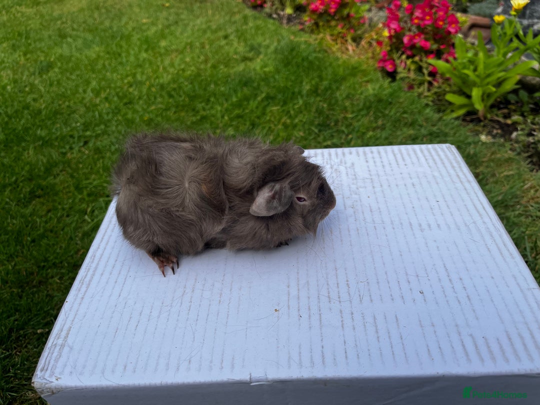 Guinea Pig rodents for sale: Baby boars  - Image 20