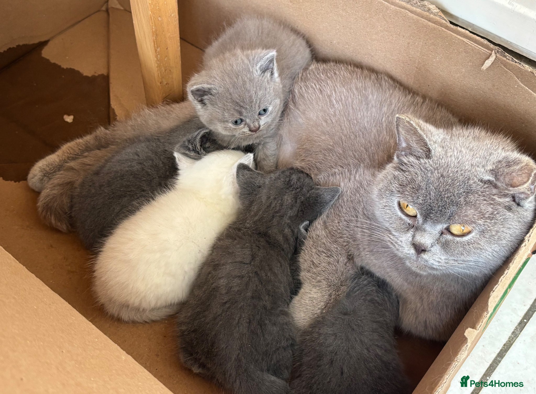 British Shorthair cats 5 beautiful British Blues and Colourpoints - Advert 1