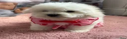 Bichon Frise dogs for sale: 2 Girls left 💕Pedigree Champion Bichon Frise  - Advert 6