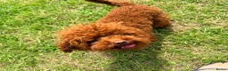 Toy Poodle dogs for stud: Deep Red Asian Toy Poodle Stud - Advert 6
