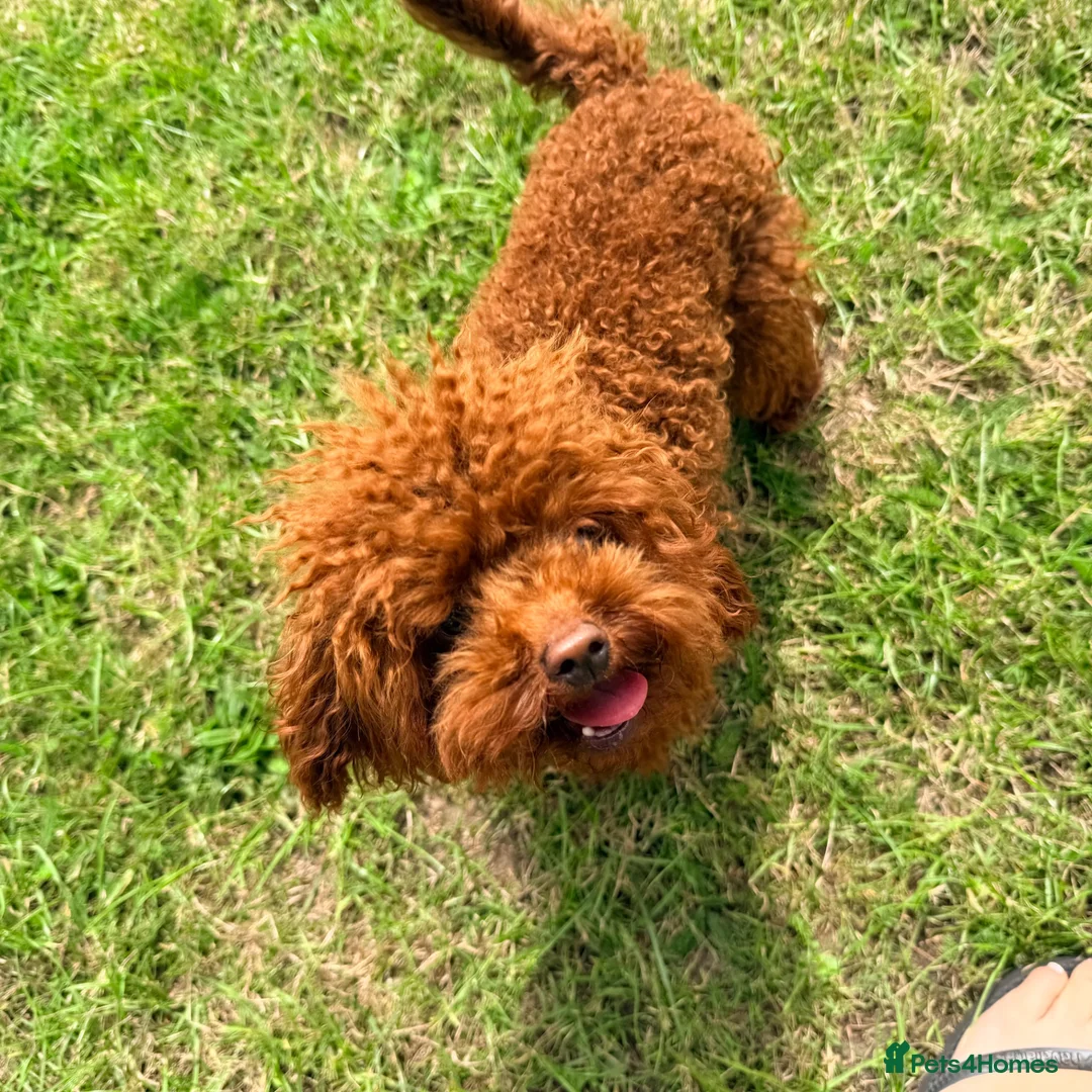 Toy Poodle dogs for stud: Deep Red Asian Toy Poodle Stud - Advert 6