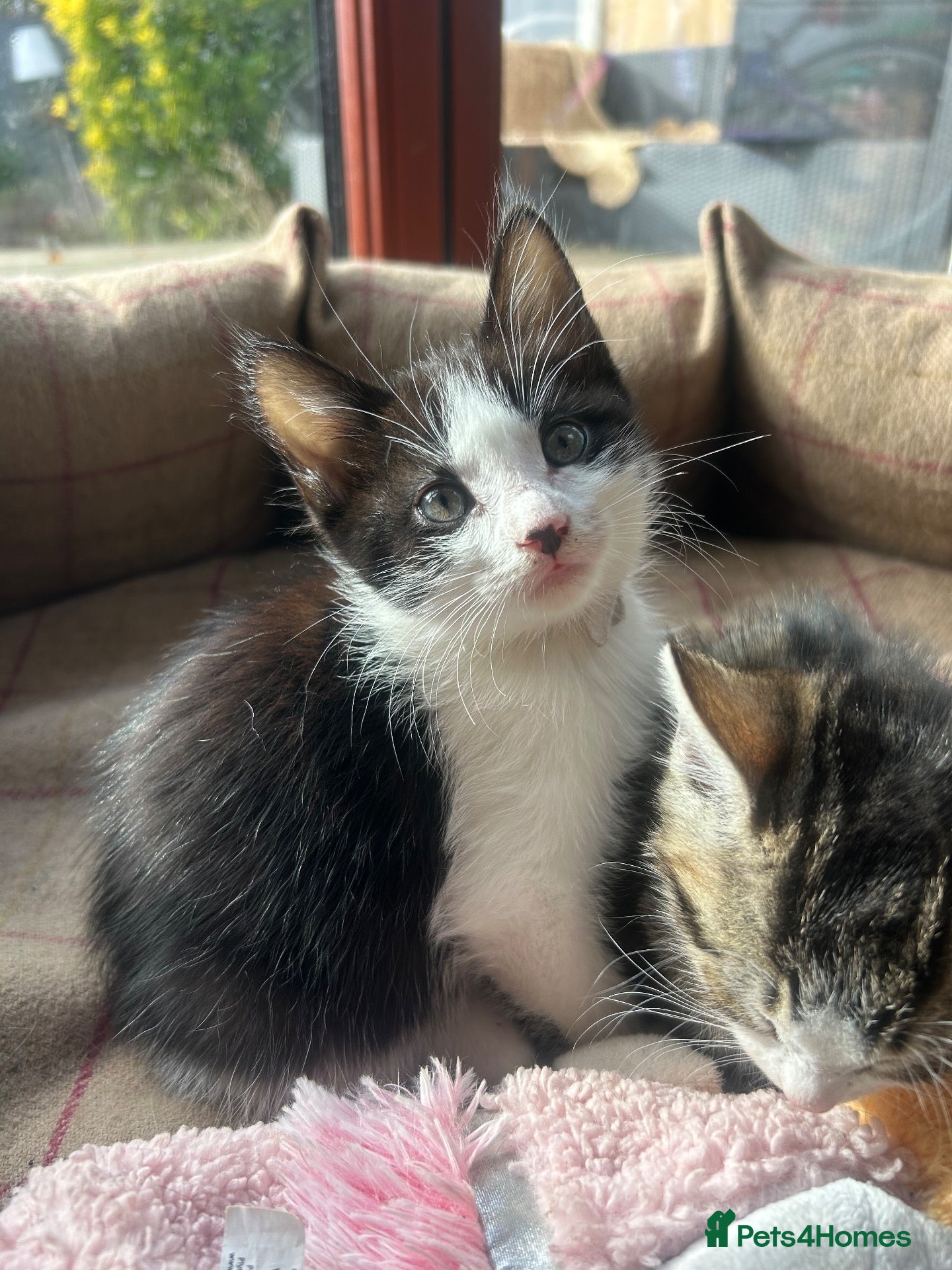 Mixed Breed cats Cheeky fluffy kittens - Advert 7