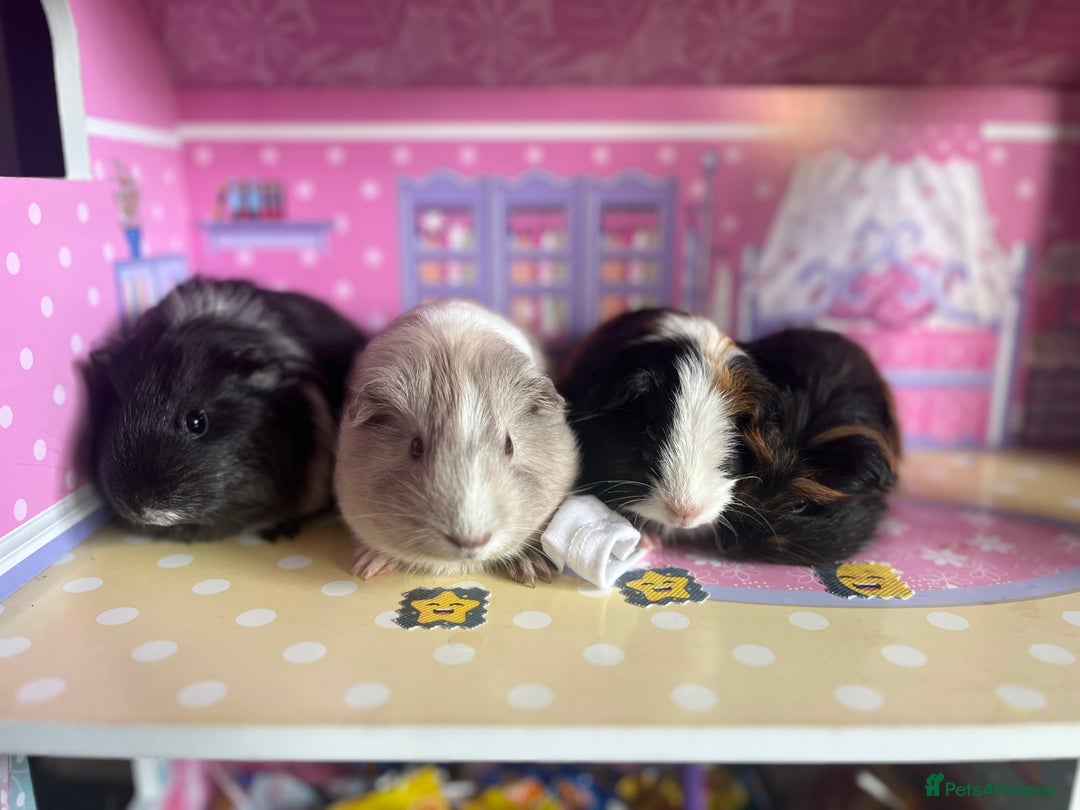 Guinea Pig rodents for sale: Baby male and female - Image 4