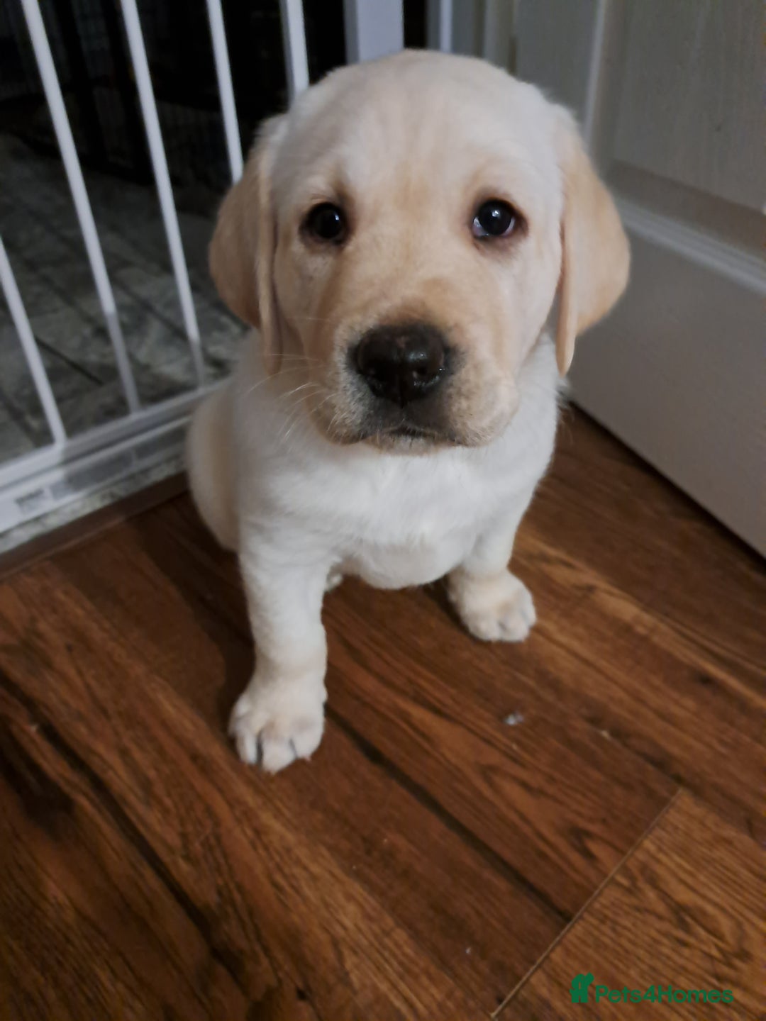 Labrador Retriever dogs for sale: six boys and six girls - Image 14