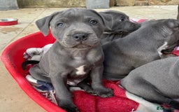 Staffordshire Bull Terrier dogs for sale: 💥✅️Staffordshire💫 bullterrie puppies 🐶  - Image 4