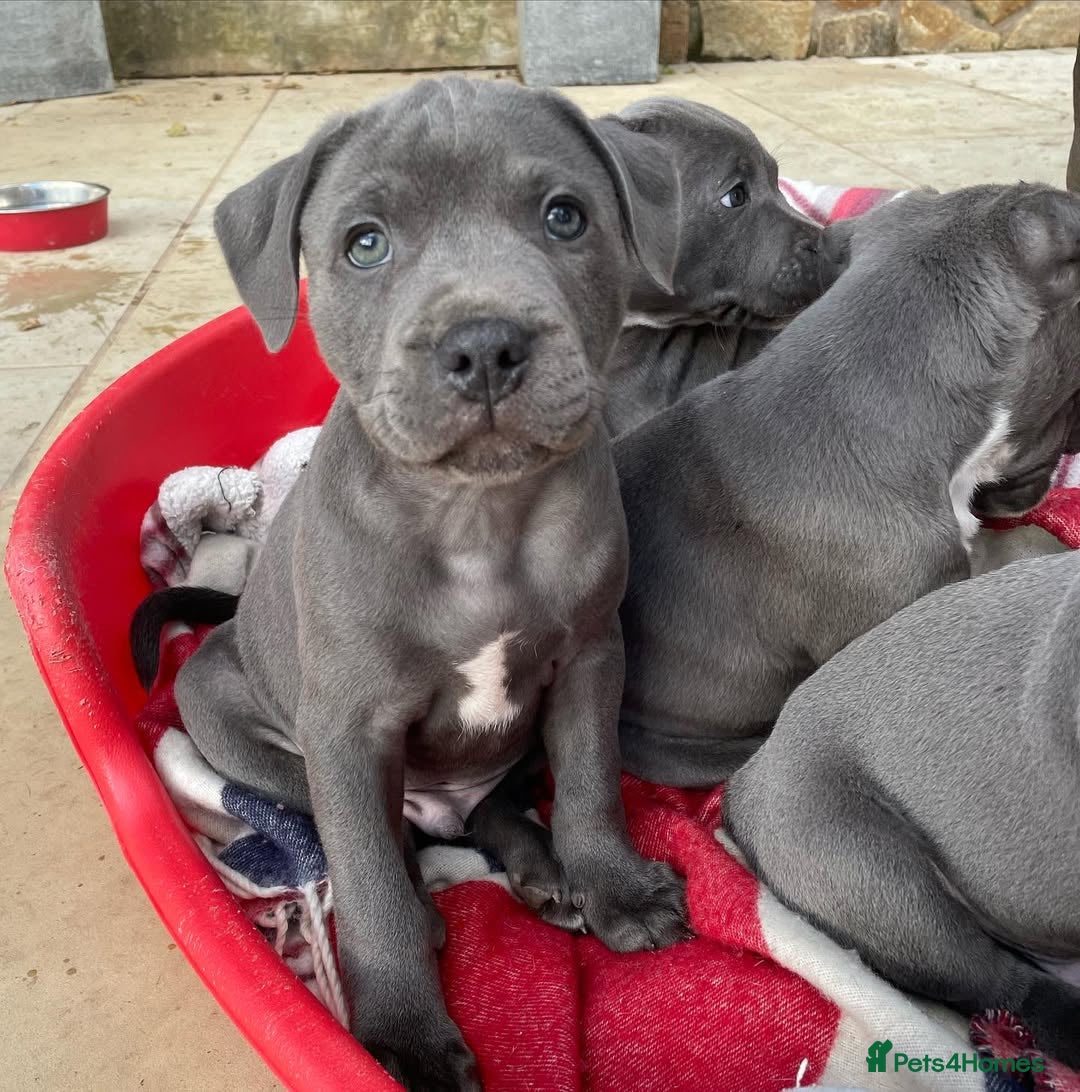 Staffordshire Bull Terrier dogs for sale: 💥✅️Staffordshire💫 bullterrie puppies 🐶  - Image 4