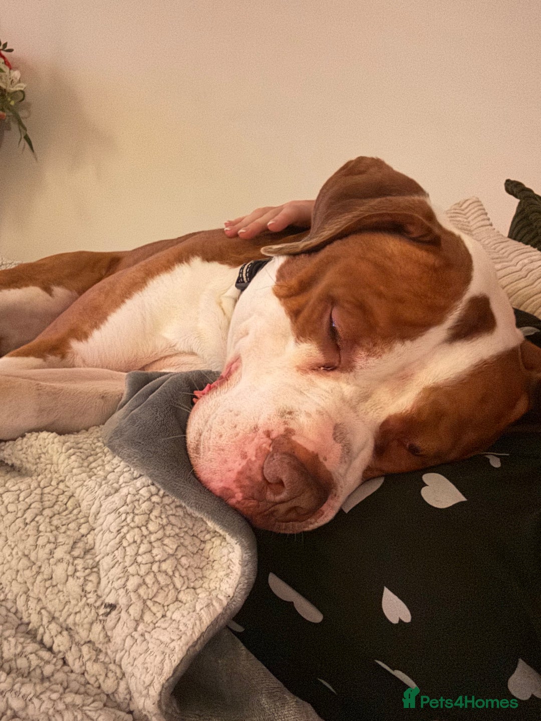 Mixed Breed dogs for sale: Boysie - Advert 8