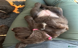 Sprocker dogs for sale: Adorable Sprocker Spaniel Puppies Ready 22nd Sept - Image 6