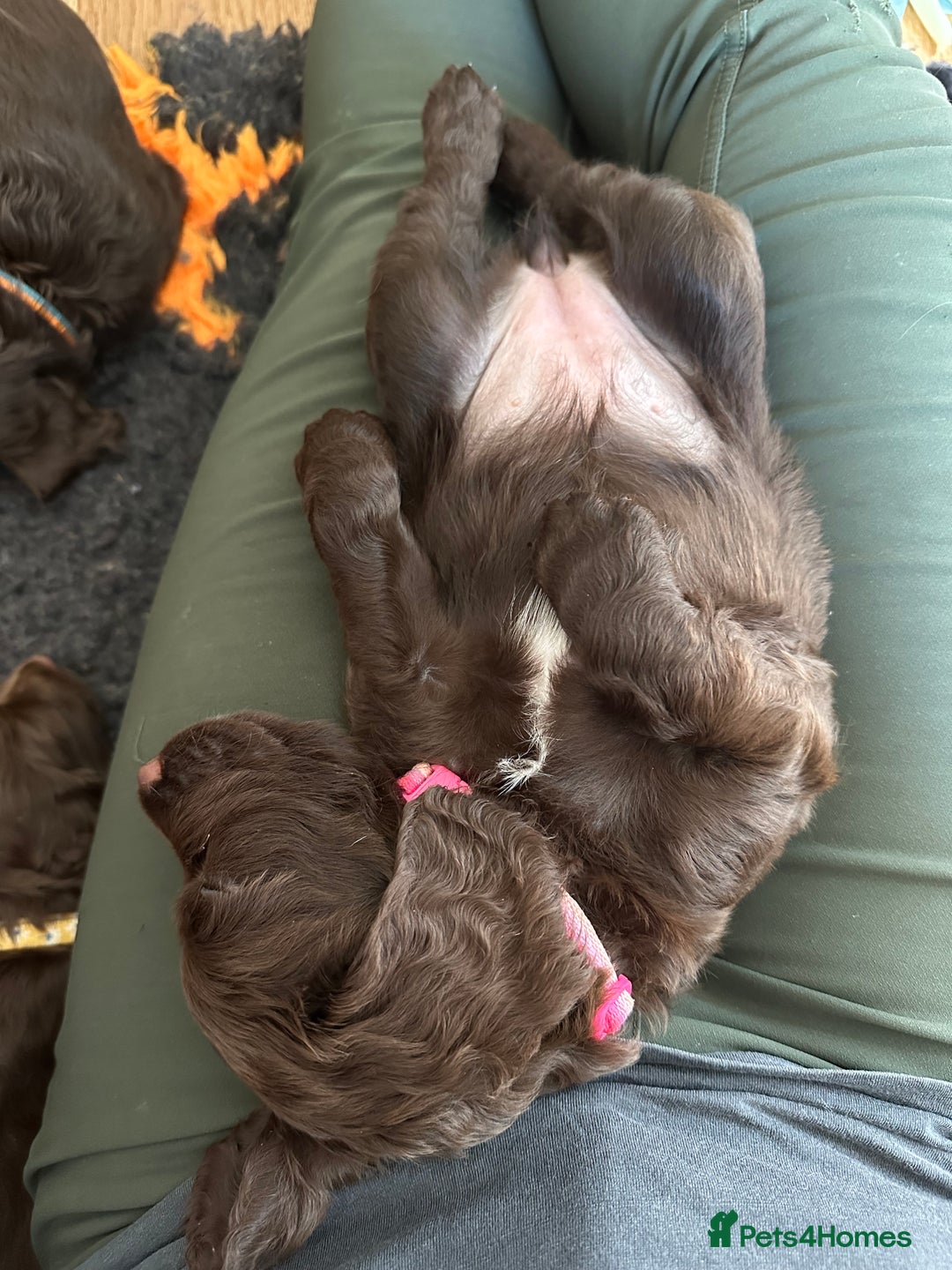Sprocker dogs for sale: Adorable Sprocker Spaniel Puppies Ready 22nd Sept - Image 6