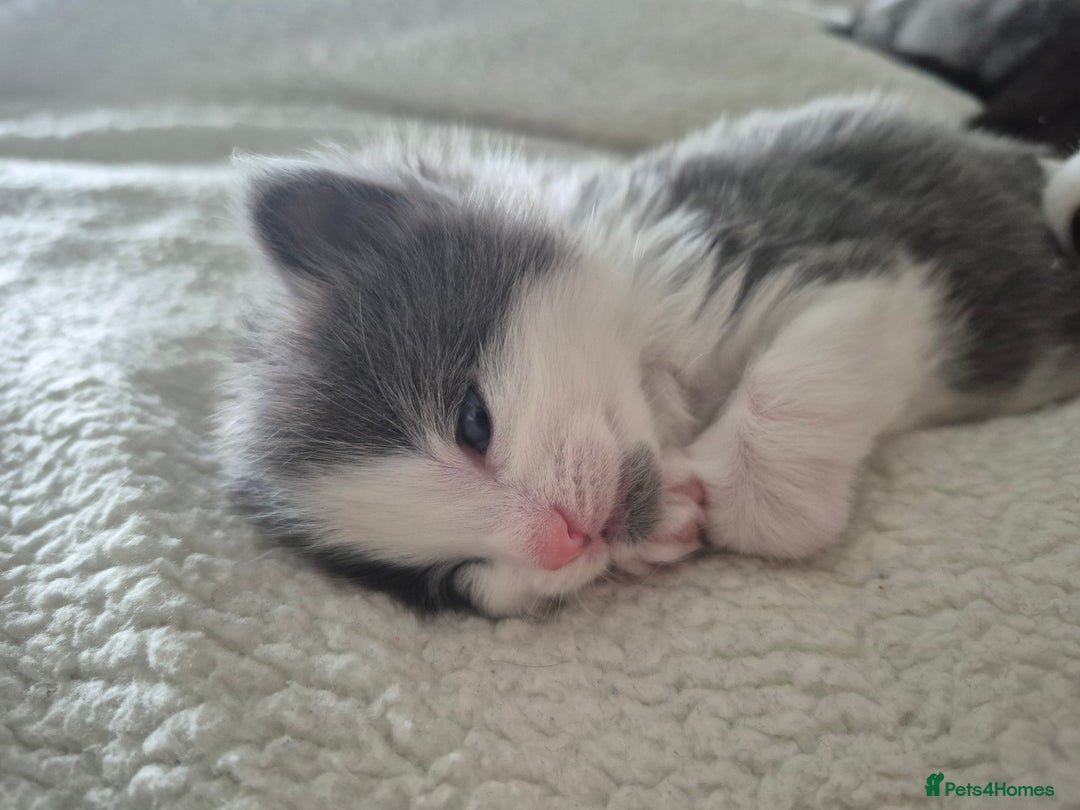British Shorthair cats for sale: Kittens. in Motherwell - Image 8