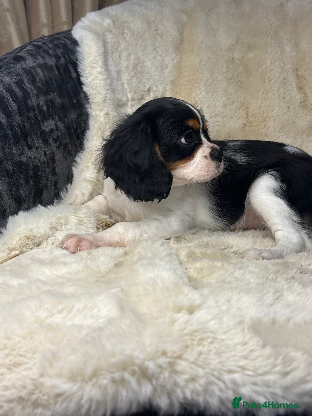 Cavalier King Charles Spaniel dogs for sale: Health tested cavalier puppies  - Advert 10