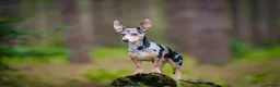 Jackshund dogs for sale: Jack Russell X dachshund for sale - Advert 10